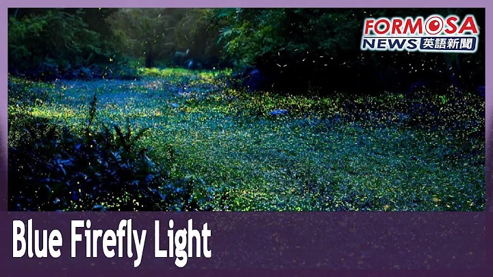 Plant in a Miaoli valley adds blue light to the green light of fireflies｜Taiwan News - DayDayNews