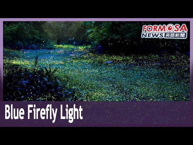 Plant in a Miaoli valley adds blue light to the green light of fireflies｜Taiwan News