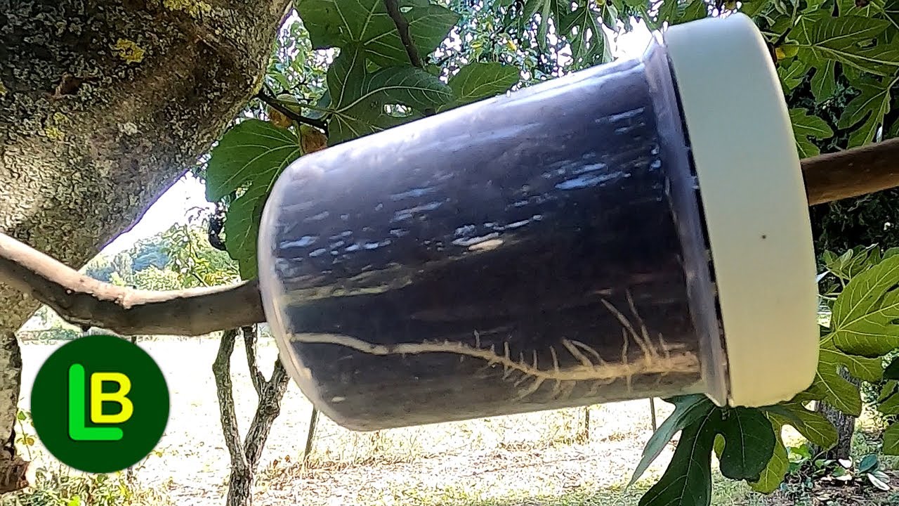 Как получить новое дерево из укореняющейся ветки. Новые методы в садоводстве