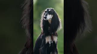 Majestic Saluki: Graceful Hounds of Ancient Royalty #dog #dogfacts #Saluki