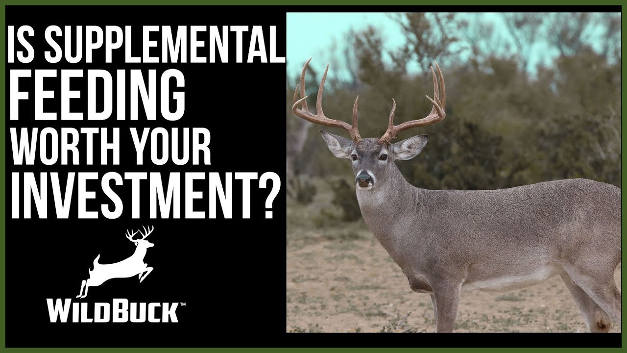 Is Supplemental Feeding Worth Your Investment? Growing Big Bucks - YouTube