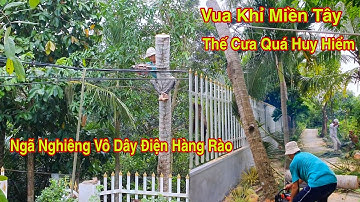 Vua Khỉ Cưa Cây Dừa Ngã Nghiêng Vô Hàng Rào Cạnh Dây Điện Quá Huy Hiểm