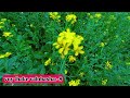 Nila Apu Golpo_ voy thake valobasha 8