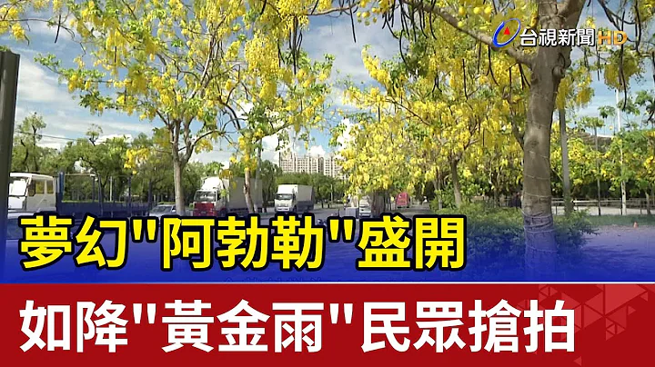 梦幻"阿勃勒"盛开  如降"黄金雨"民众抢拍 - 天天要闻