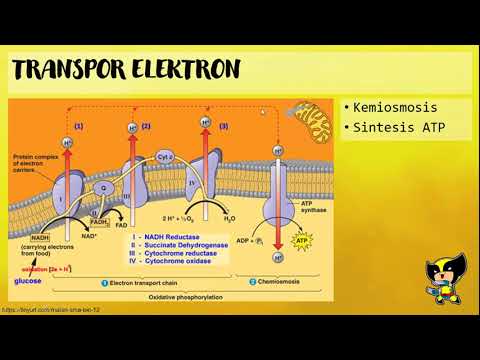 Video: Apa produk dari rantai transpor elektron?