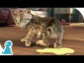 Cute little kitten adventure  naughty kitty made a puddle  special new kitty