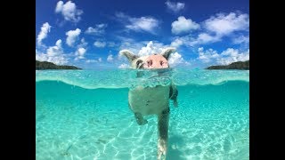 Багамские острова, пляж со свинками. Яхтинг