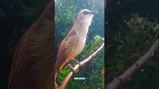 100 Trucukan Lain Langsung Ikut Bunyi Ngeplong