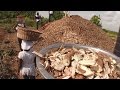 Гана: выращивание грибов на пищевых отходах - futuris
