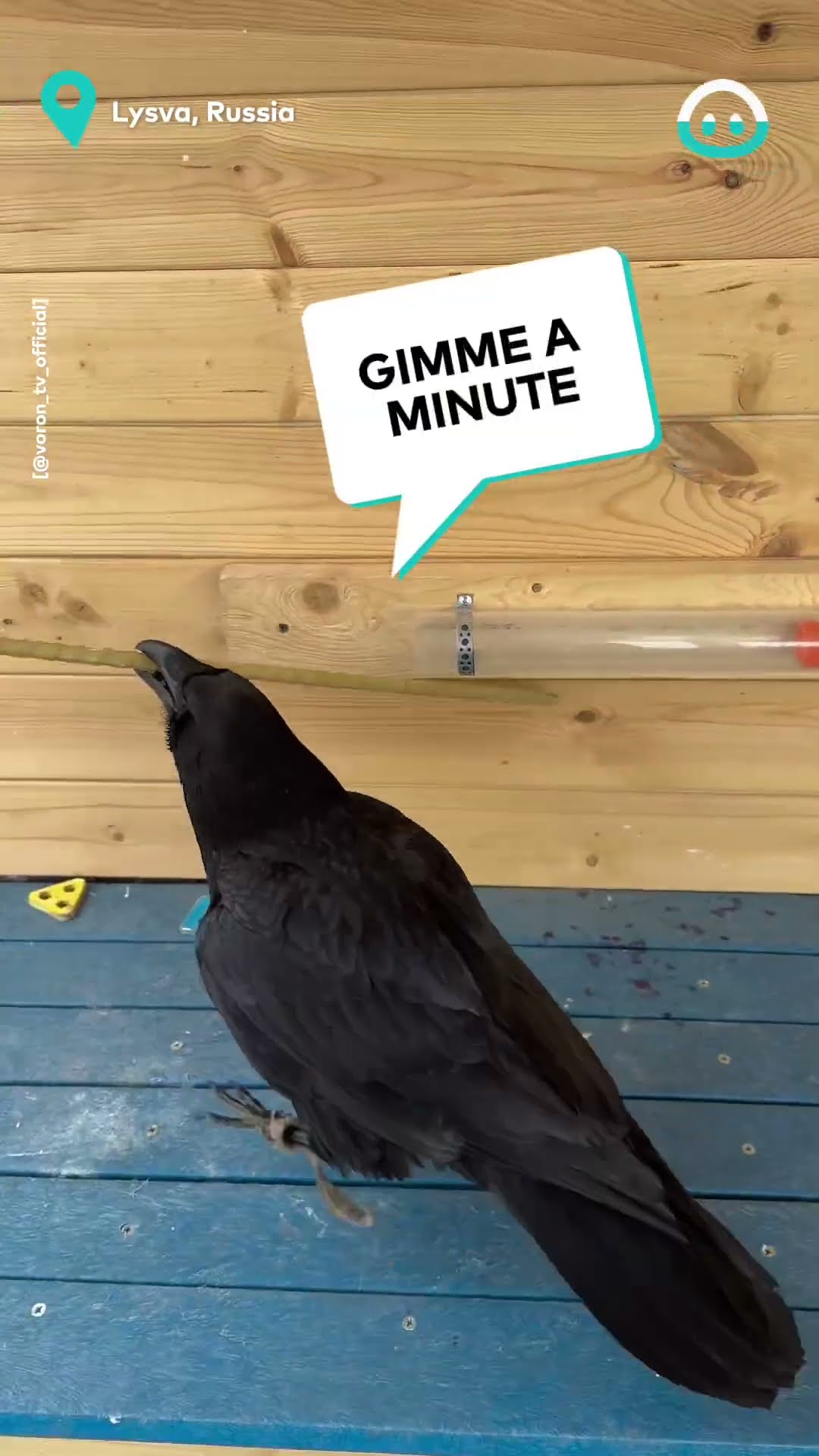 Super Smart Raven Solves Puzzle || ViralHog