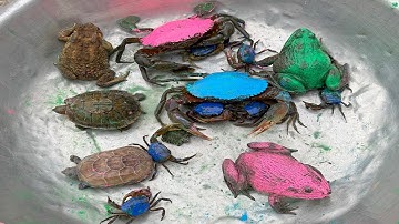 Kem Ốc và cua Chanel lái xe công nông bắt con cua, cua hồng, cua xanh, con ếch, con rùa đá, cá vàng.