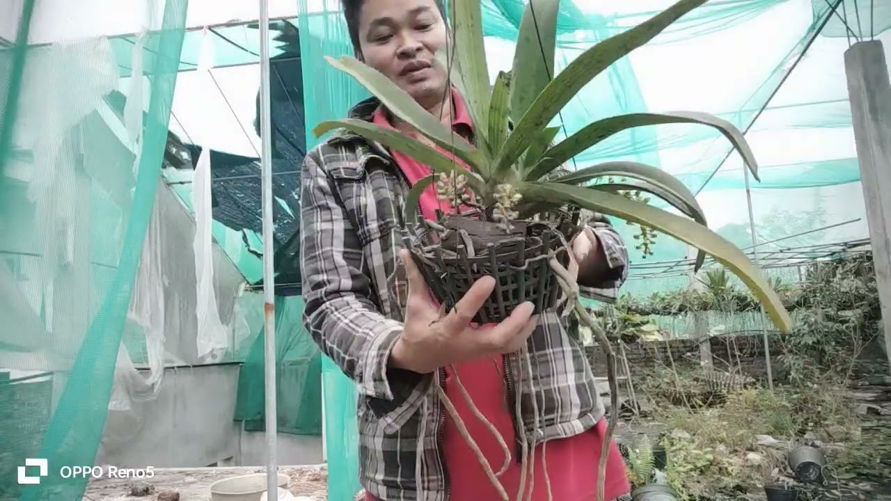 MẠNH CƯỜNG 16/1 BÁN ĐAI CHÂU RỪNG 096 804 5099 ZALO 094 804 5099 ZALO PHONG LAN RỪNG VÙNG MIỀN sẽ