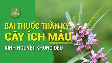 Cây Ích Mẫu - Vị thuốc quý giúp điều trị rối loạn kinh nguyệt và cách nhận biết cây Ích mẫu