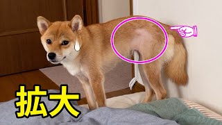 【どうしよう】朝目が覚めるとハゲが増しておる！Baldness spreading