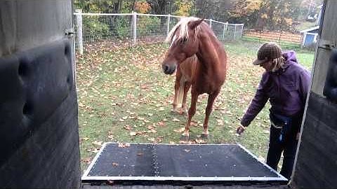 Clicker Training for Trailer Loading Session 2