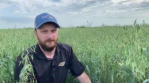 CDC Haymaker at Catellier Seed