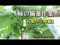 柿の摘蕾作業【刀根早生基礎編Ⅰ】gopro 2020