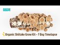 Back to the Roots Organic Mushroom Kit Timelapse (Shiitake Mushrooms)