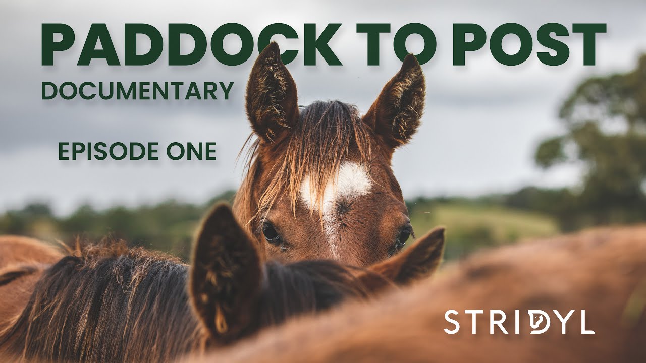 New born foal takes his first breath Paddock to Post Documentary