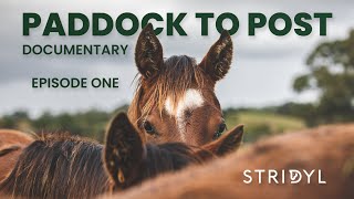 New born foal takes his first breath | Paddock to Post Documentary
