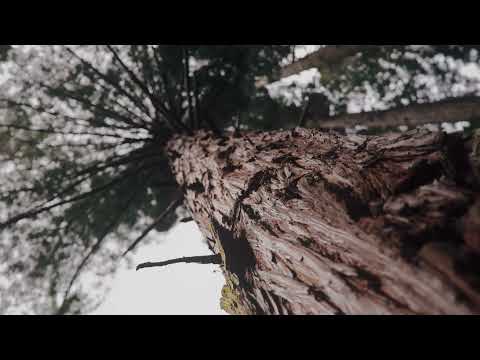 Redwoods Treehouse