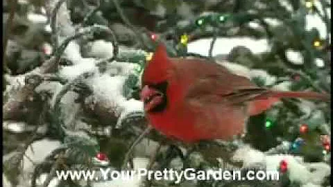 Birdman Mel Attracting Cardinals