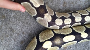 Morph Update: Desert Ghost (Nova ~1700g)