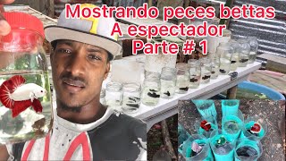 Mostrando Peces Bettas A Espectador Parte 1