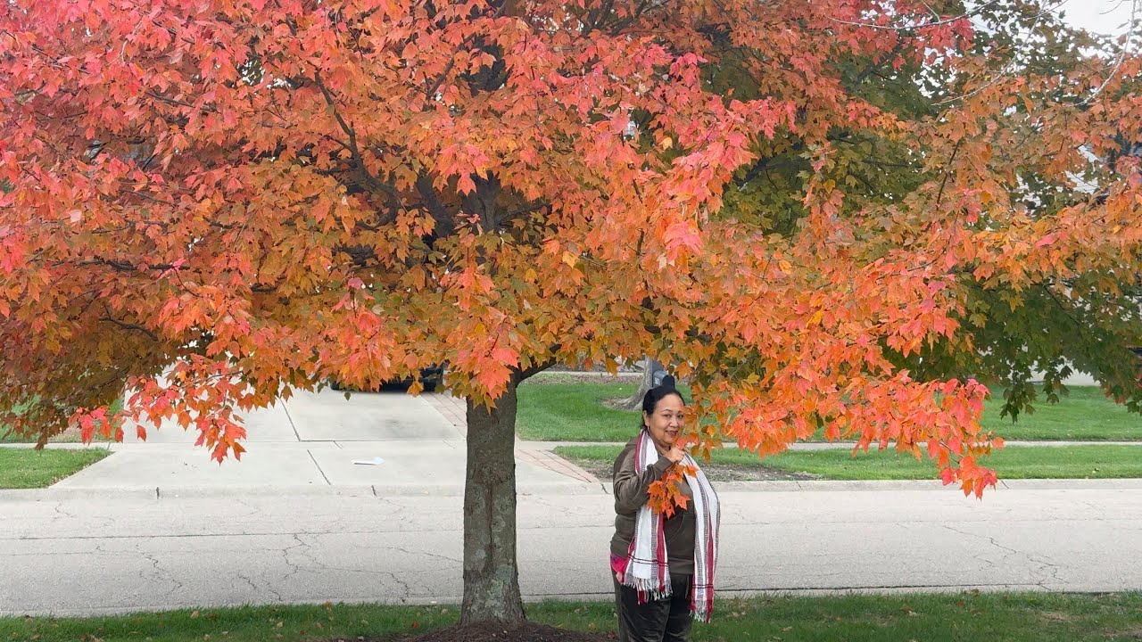 Fall Autumn Is Here A Second Spring When Every Leaf Flower 