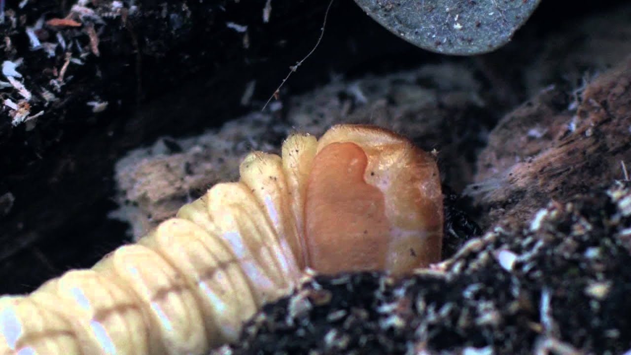Il tarlo asiatico anoplophora chinensis organismo da quarantena ... Come uccidere i tarli