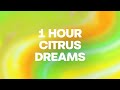 1 hour citrus dreams a zesty palette of fresh hues screensaver relax 4k
