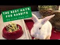 The 7 Best Hays for Rabbits (We Tested Them All)