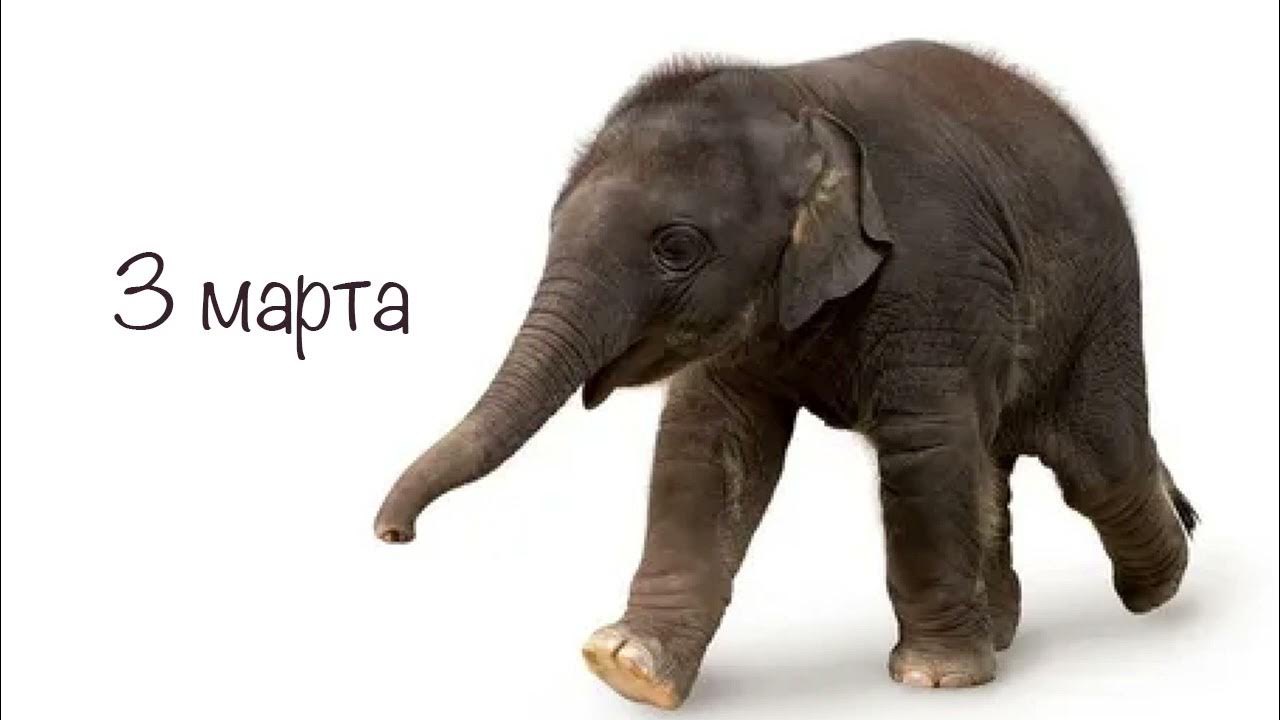Слон на белом фоне