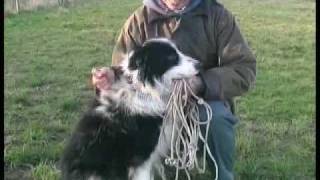 Border Collie Rescue - Nice Work Episode 6 by BorderCollieRescueUK 22,139 views 14 years ago 10 minutes