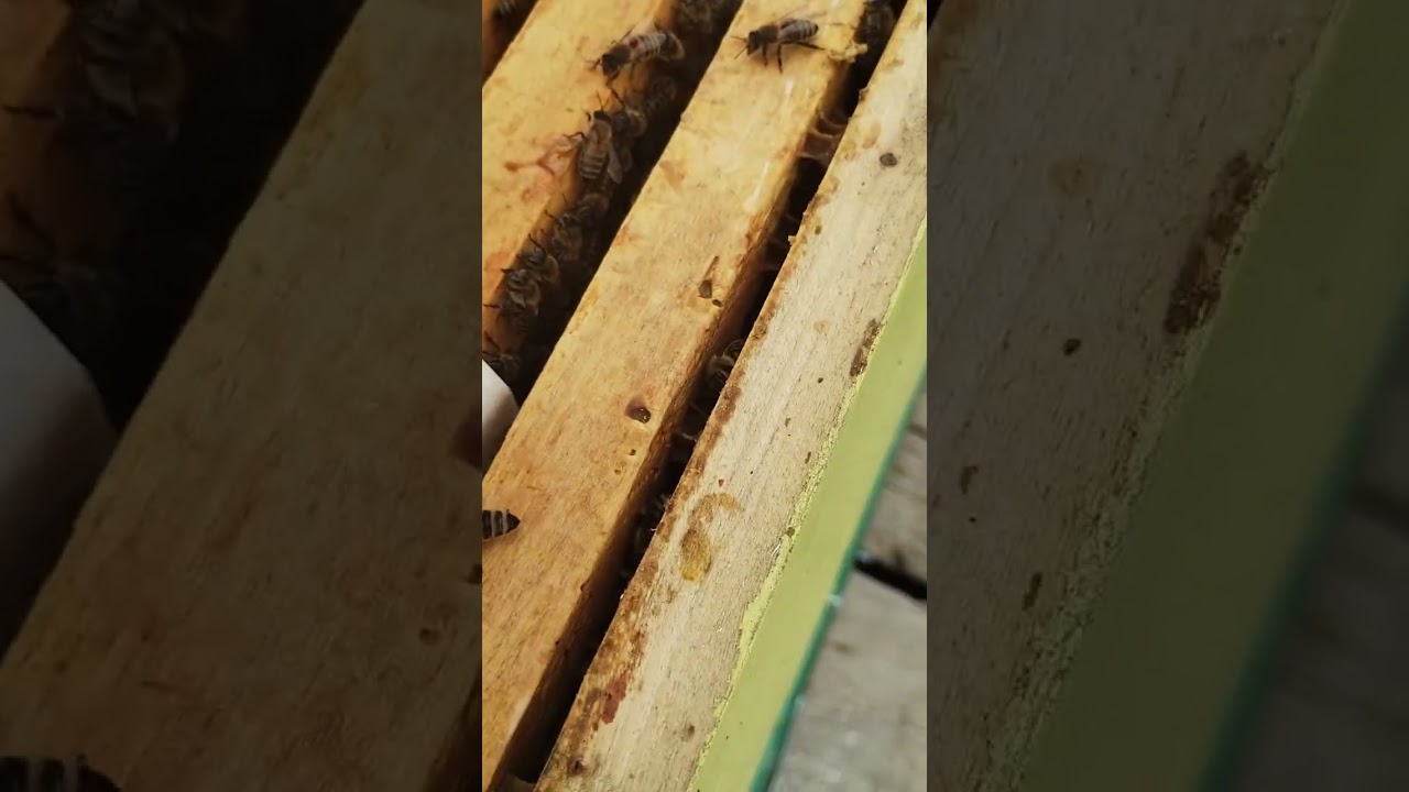 Înainte de aplicarea tratamentului cu acid formic .