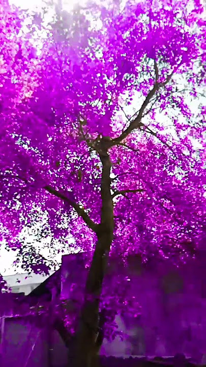 hiahdkgfijg #shakaboom #newsong #shakalakaboomboomsong