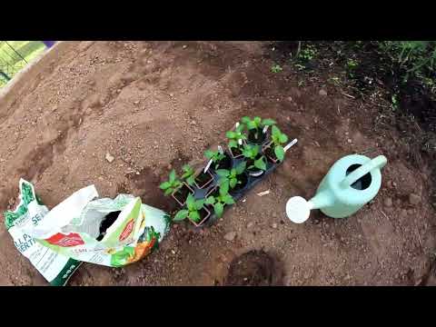 BELL PEPPER PLANTING - Tips and Tricks - Do This Now for Huge Crops