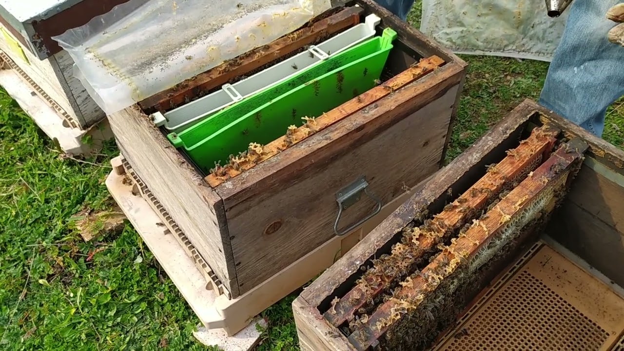 Ana  kaybeden kovana ne yaptık 13 Şubat 2022