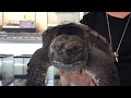 Big Snapping Turtle