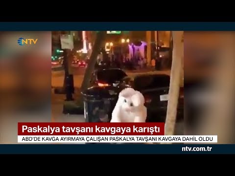 Paskalya tavşanı kavgaya karıştı