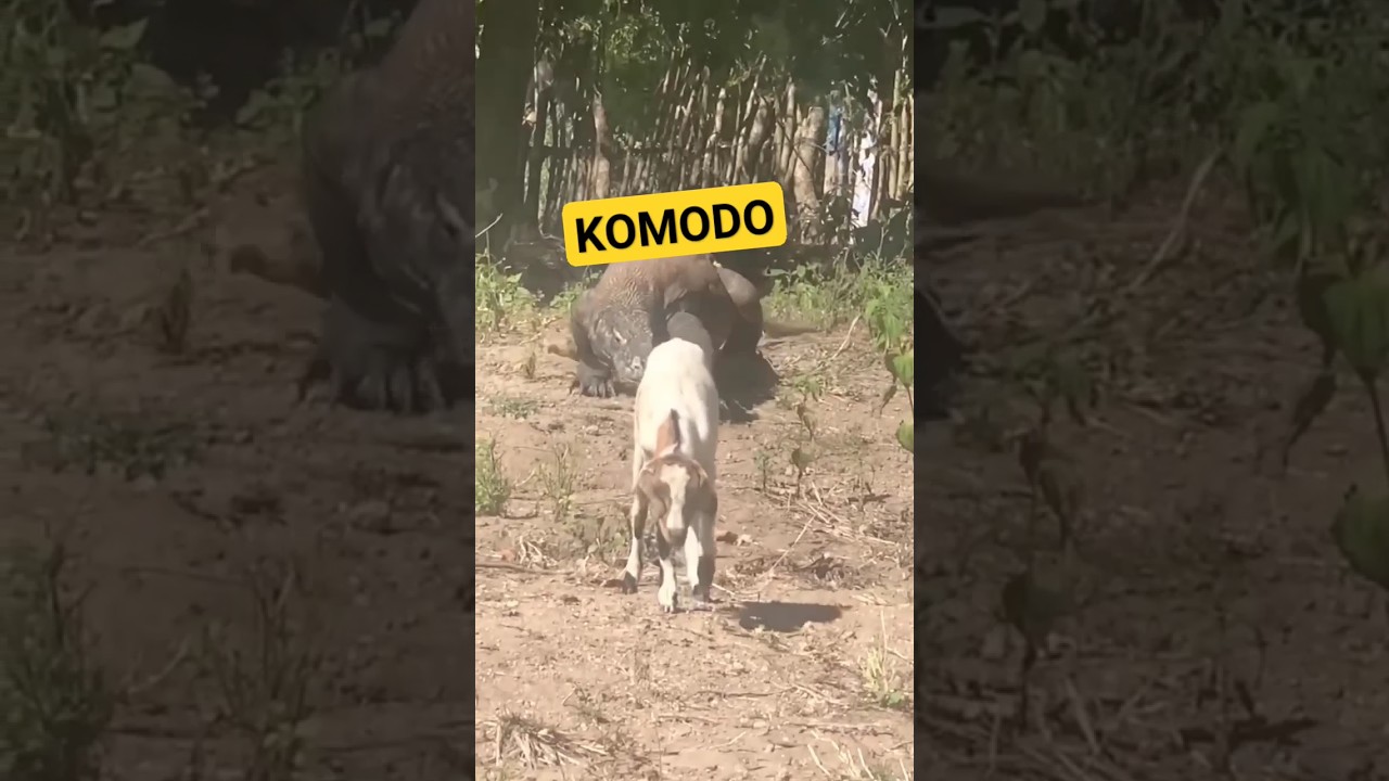 komodo hunt goat 