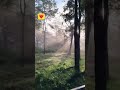 Nature drive #safari #nature #earth #love #viral #shorts #shotoniphone