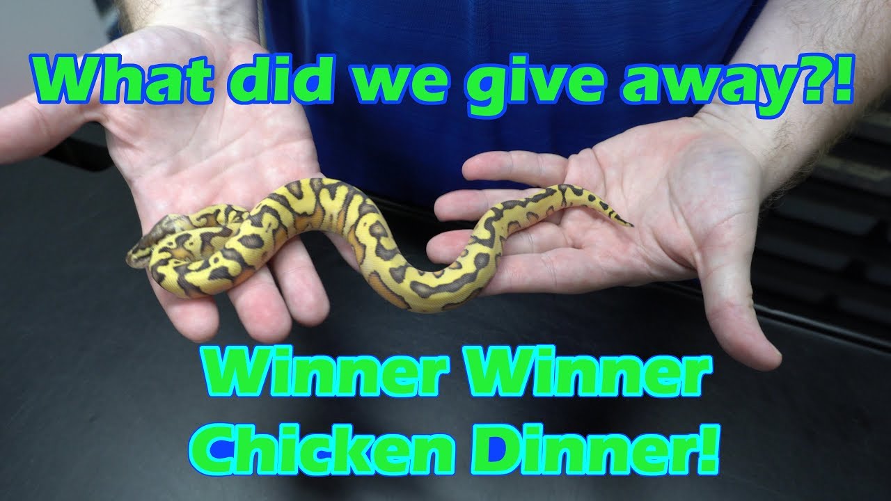 skins exclusivas fortnite Hyperion to Enchi Inferno Ball Python Hatchling Update