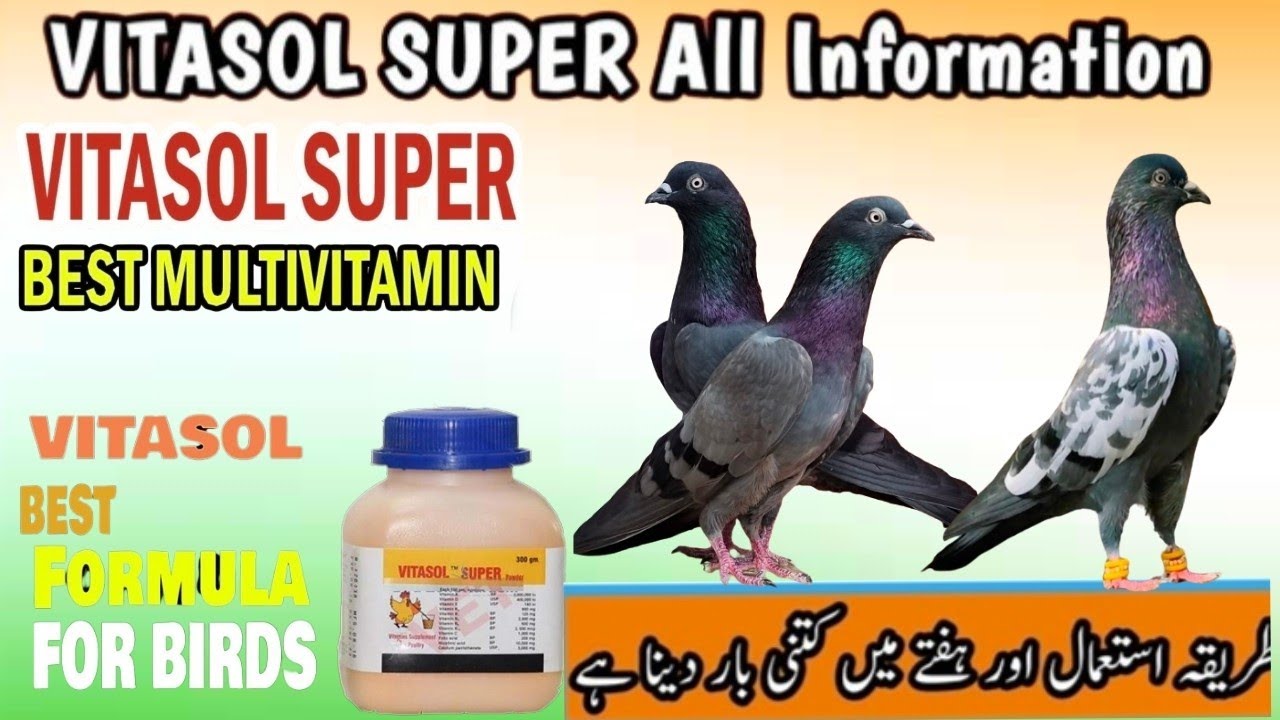 pigeons best multivitamins vitasol super