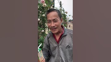 Cậu bé hiểu chuyện tập 7 | Lùn phát sữa cho mọi người - Tippi vips #tippitv #tippivips