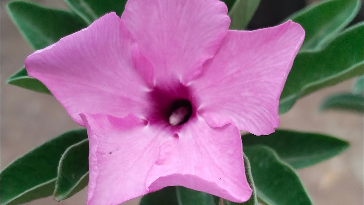 Adenium Plant Adenium Flower Variety 