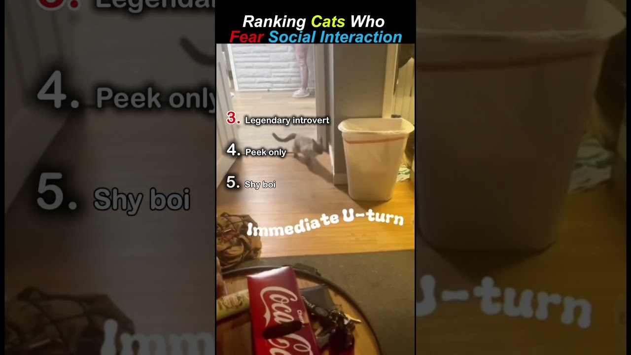“Cats Who Fear Social Interaction 😹”