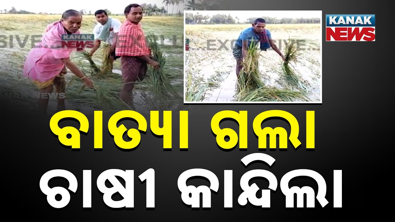 Cyclone Montha Devastates Paddy Crops in Puri's Krushnaprasad, Farmers Face Ruin