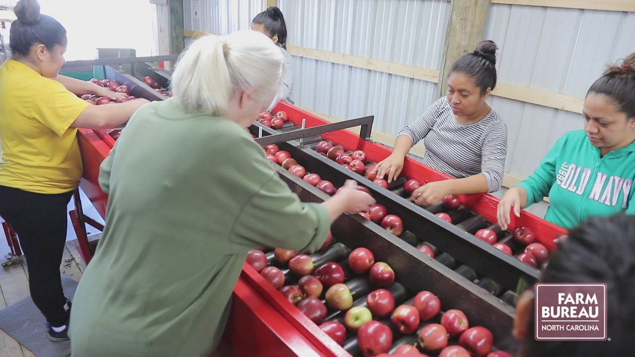 Apple Packing House YouTube