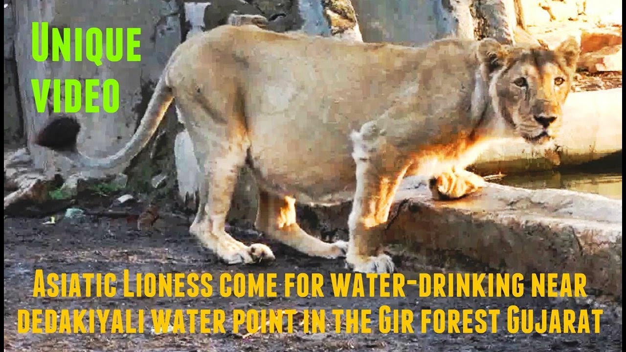 Asiatic Lioness came to drink water near dedakiyali water point in the Gir forest
